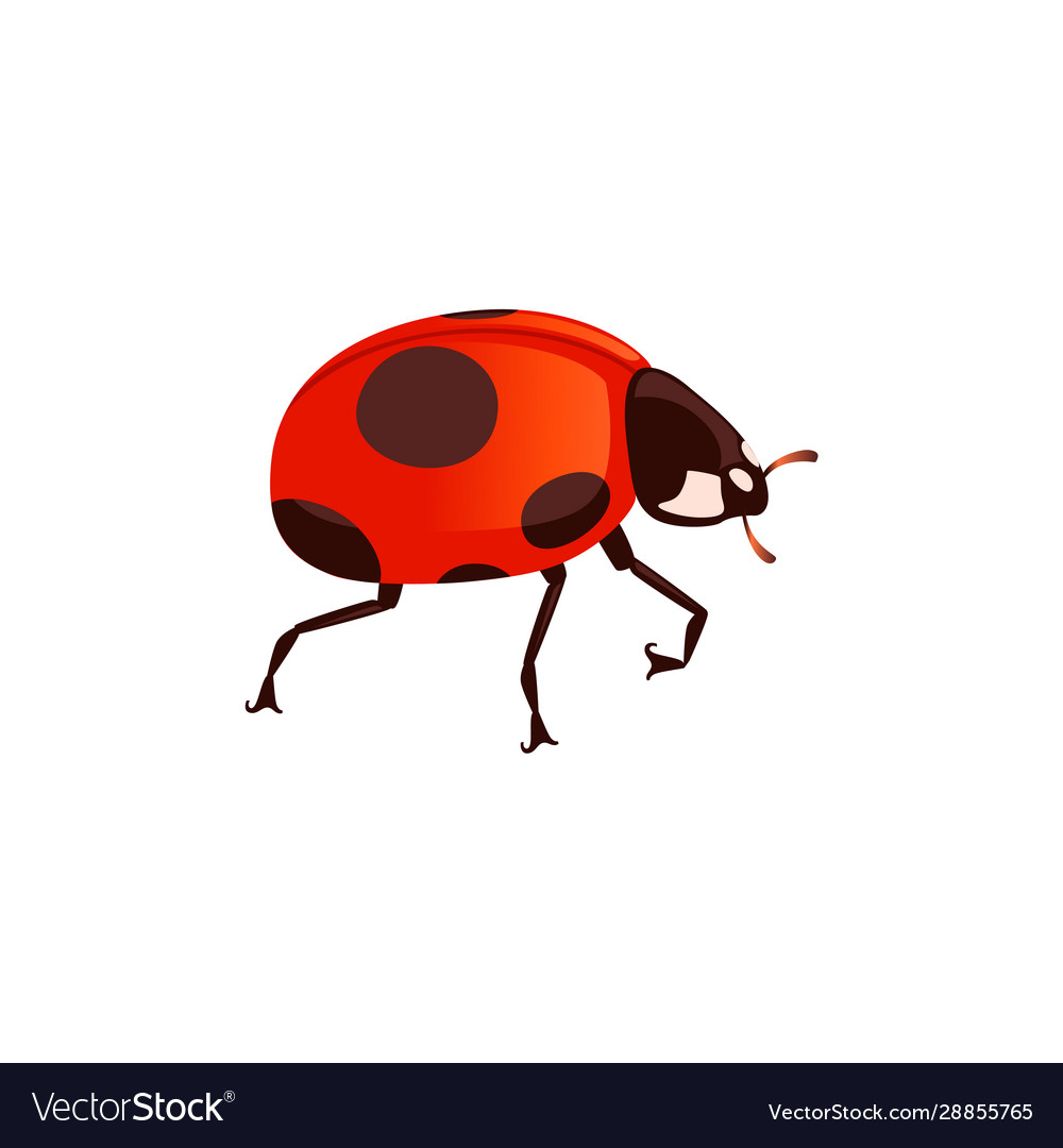 Ladybug with closed shell beetle cartoon bug vector image Ladybug with closed shell beetle cartoon bug