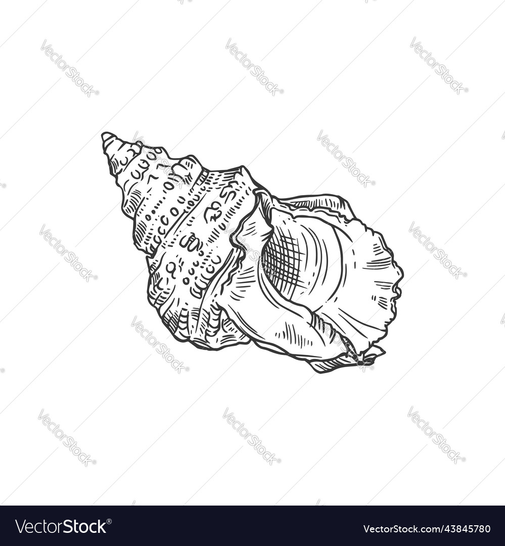 Sketch Sea Shell Ribbed Cantharus Conch Royalty Free Vector