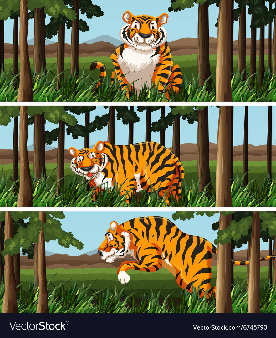 Wild Tiger leben im Dschungel