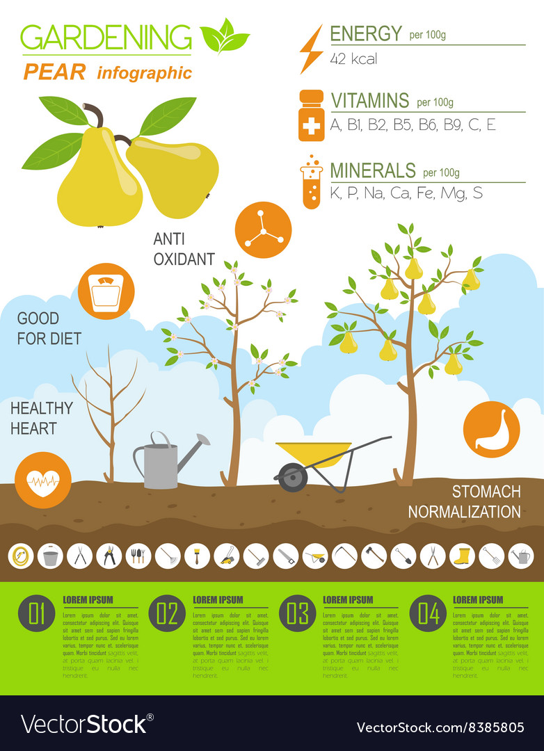 Gardening work farming infographic pear graphic