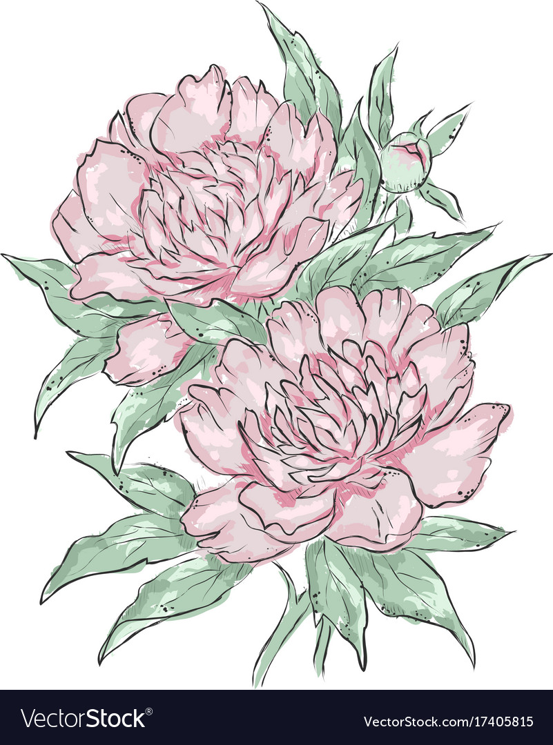 Peonies hand draw of flower Royalty Free Vector Image