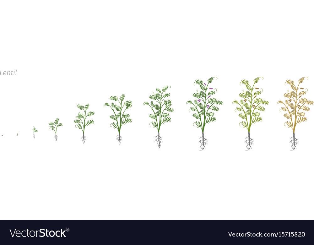 Lentil soybean lens culinaris growth stages Vector Image