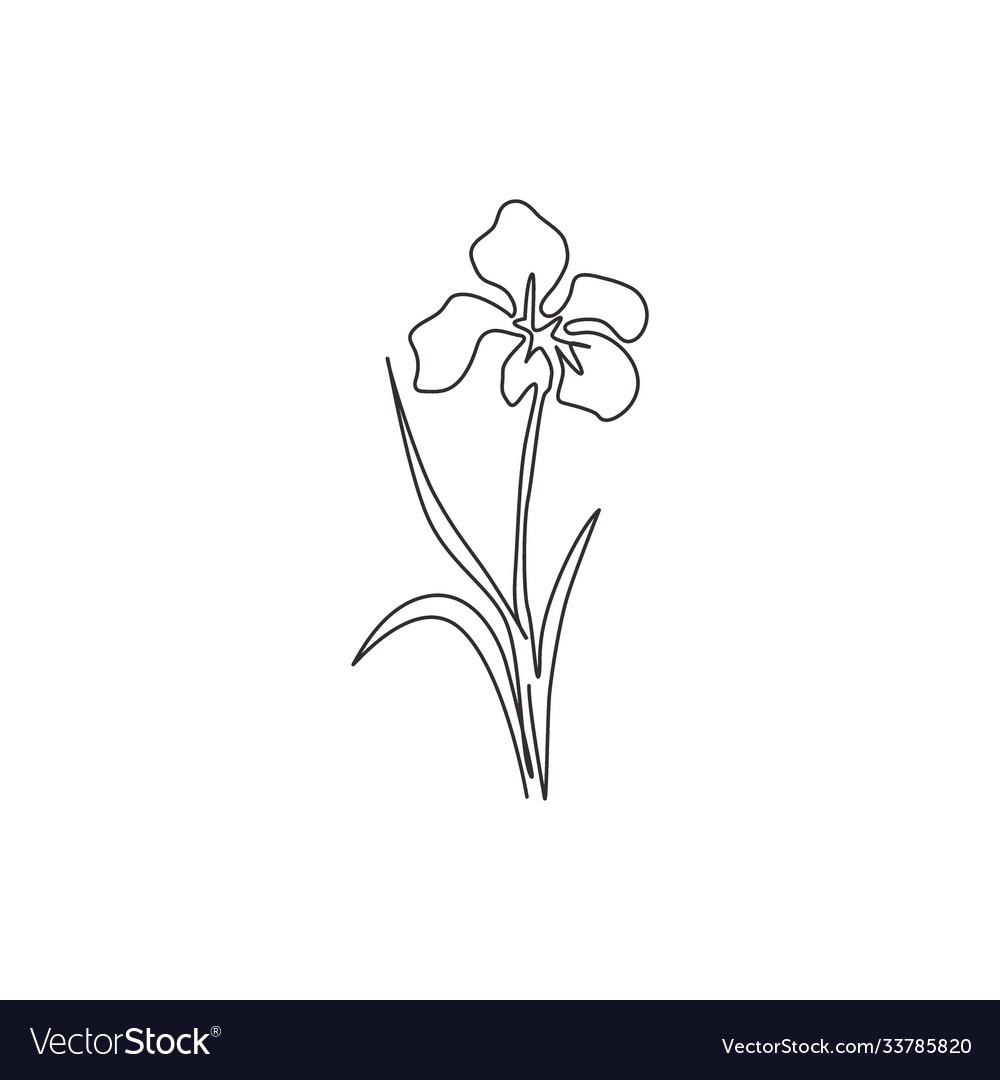 Single Continuous Line Drawing Beauty Fresh Vector Image