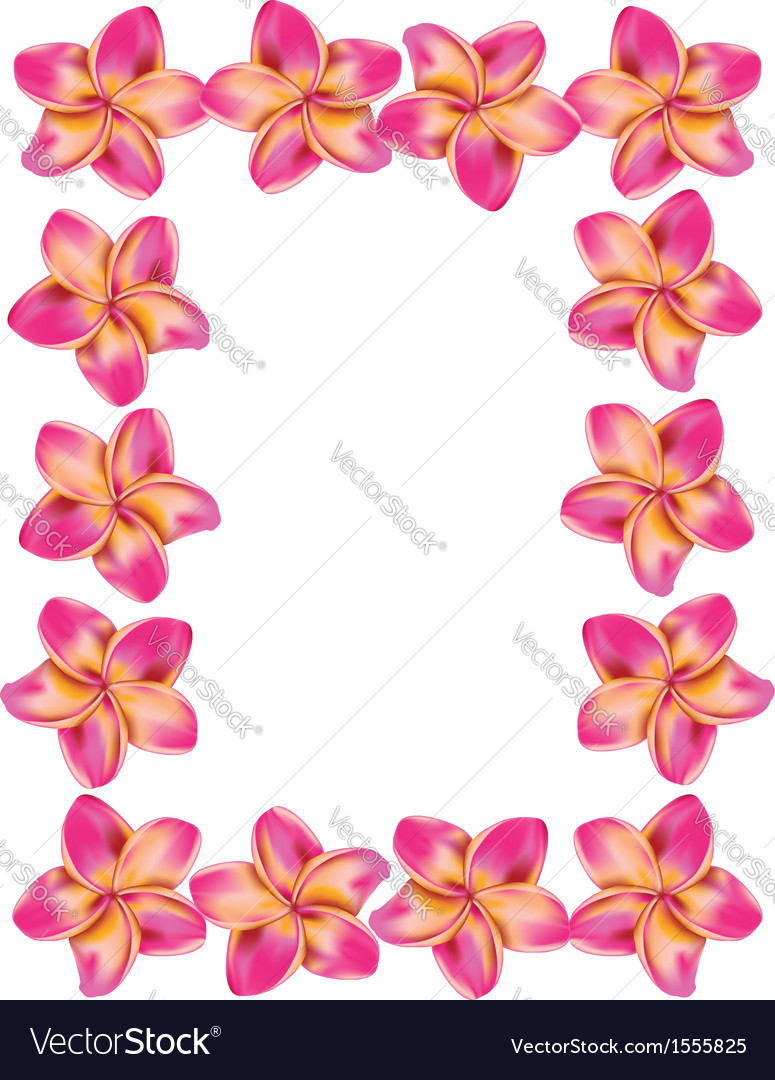 Frangipani frame3