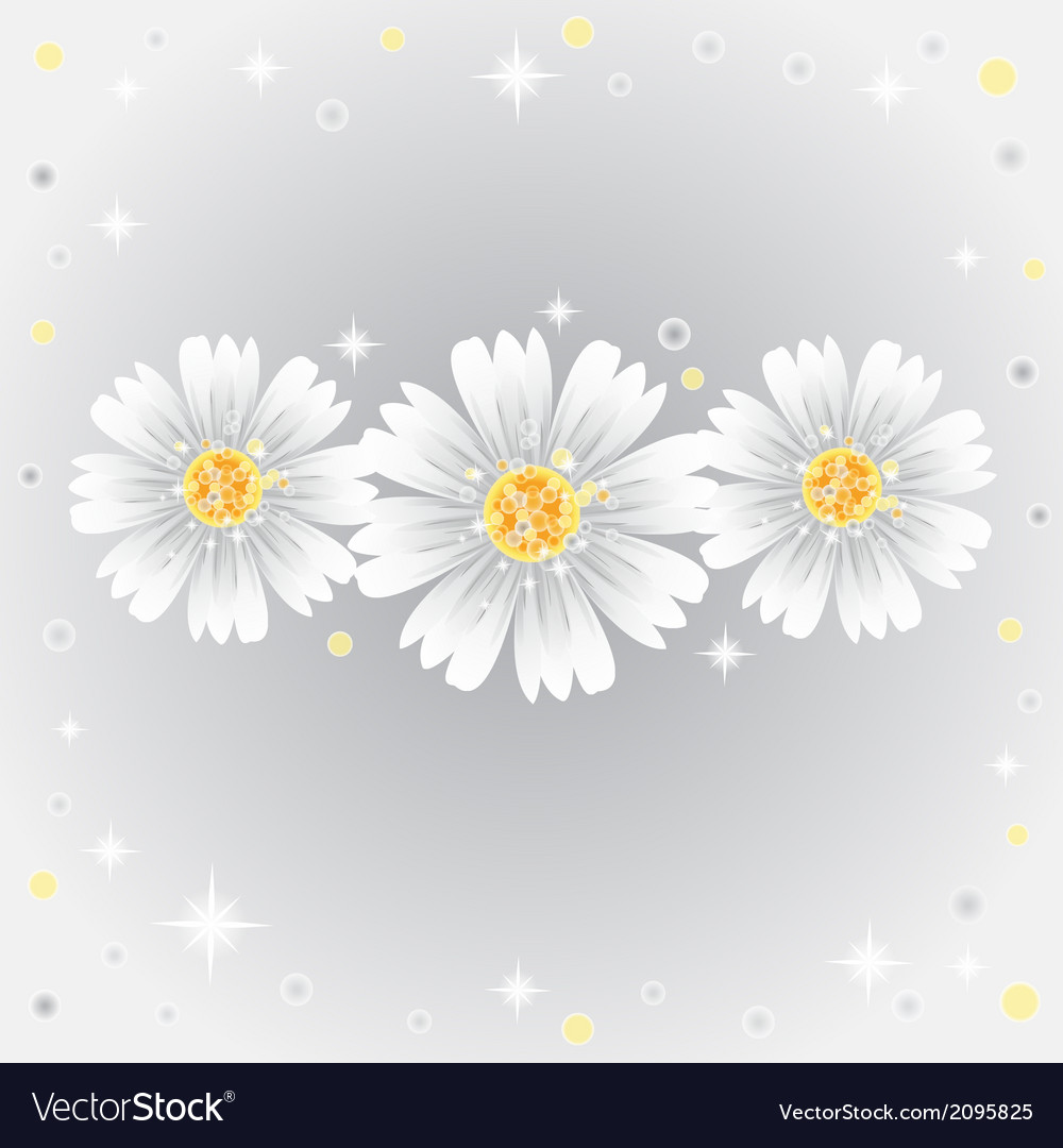 Three daisy flowers on gray background