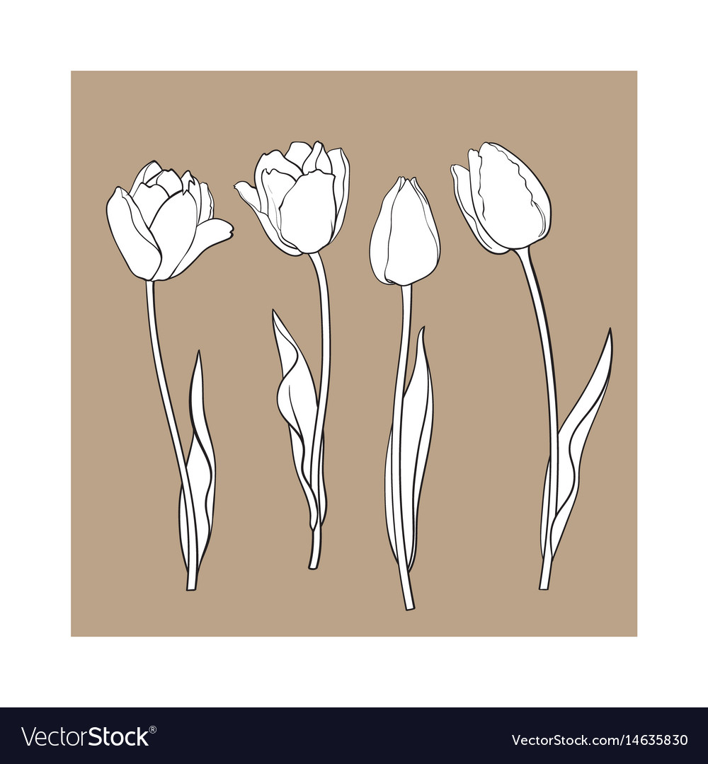 Hand drawn set of side view black and white tulip