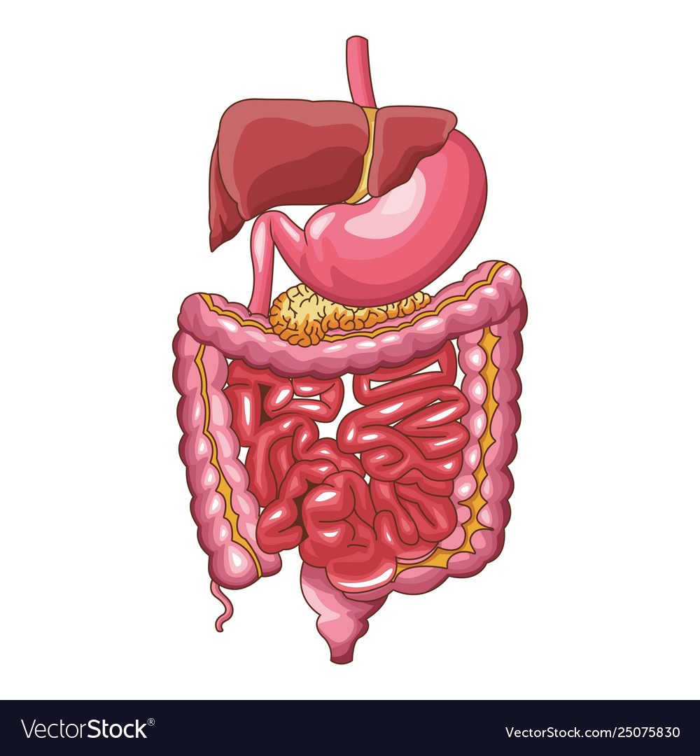 Digestive system. small and large intestine. Drawing. Color Stock Photo -  Alamy