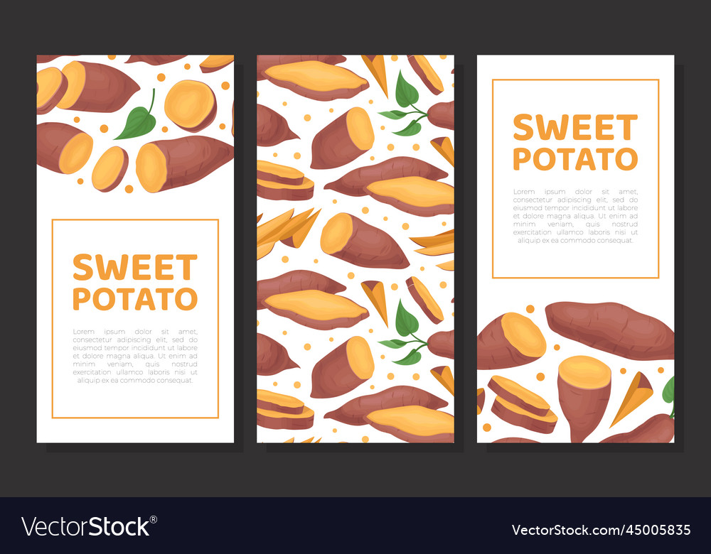 Batata or sweet potato root vegetable vertical Vector Image