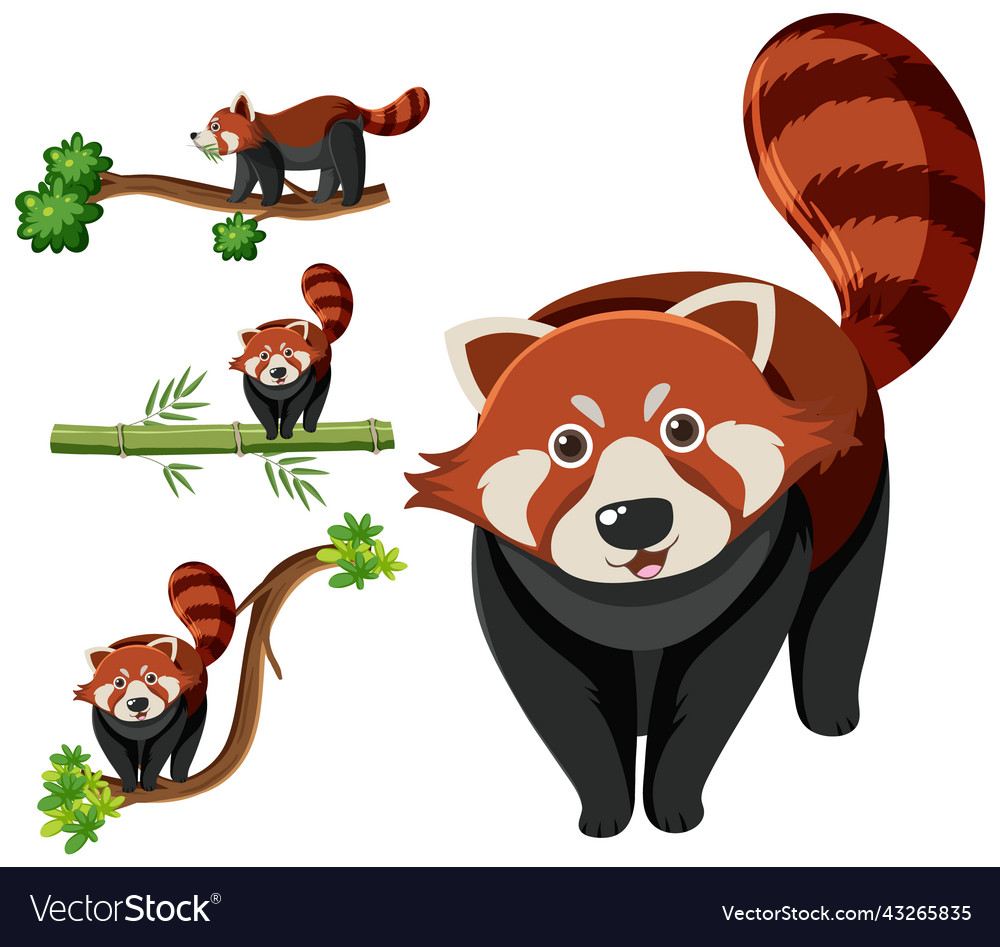 Set of different red pandas vector image Set of different red pandas