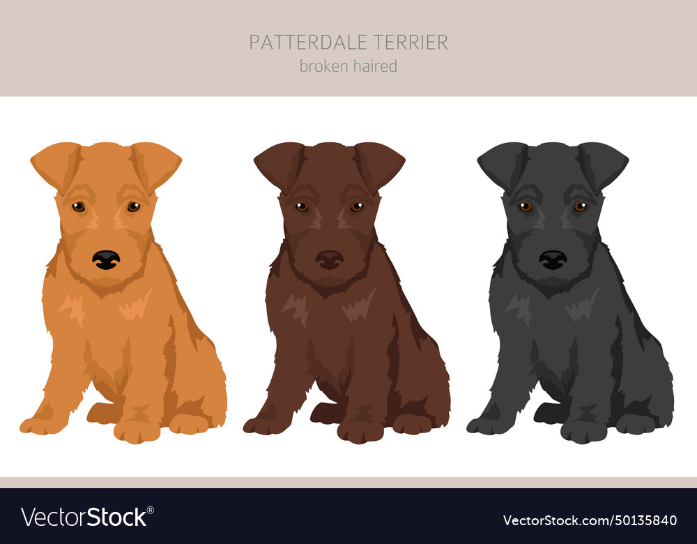 Patterdale terrier broken haired puppy clipart Vector Image