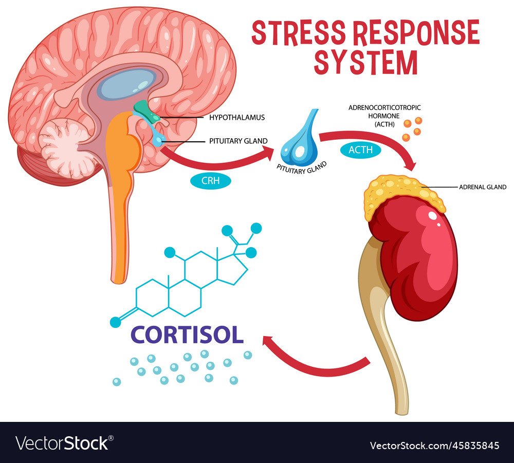 Stress response system scheme Royalty Free Vector Image