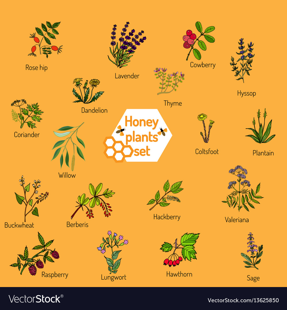 Nectar sources for honey bees Royalty Free Vector Image
