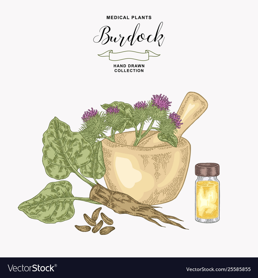 Burdock plant hand drawn burdock flowers and root Vector Image