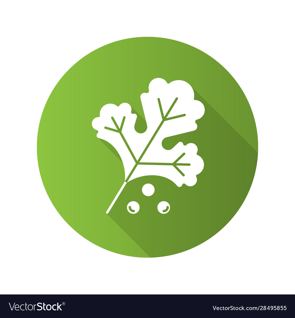 Coriander flat design long shadow glyph icon