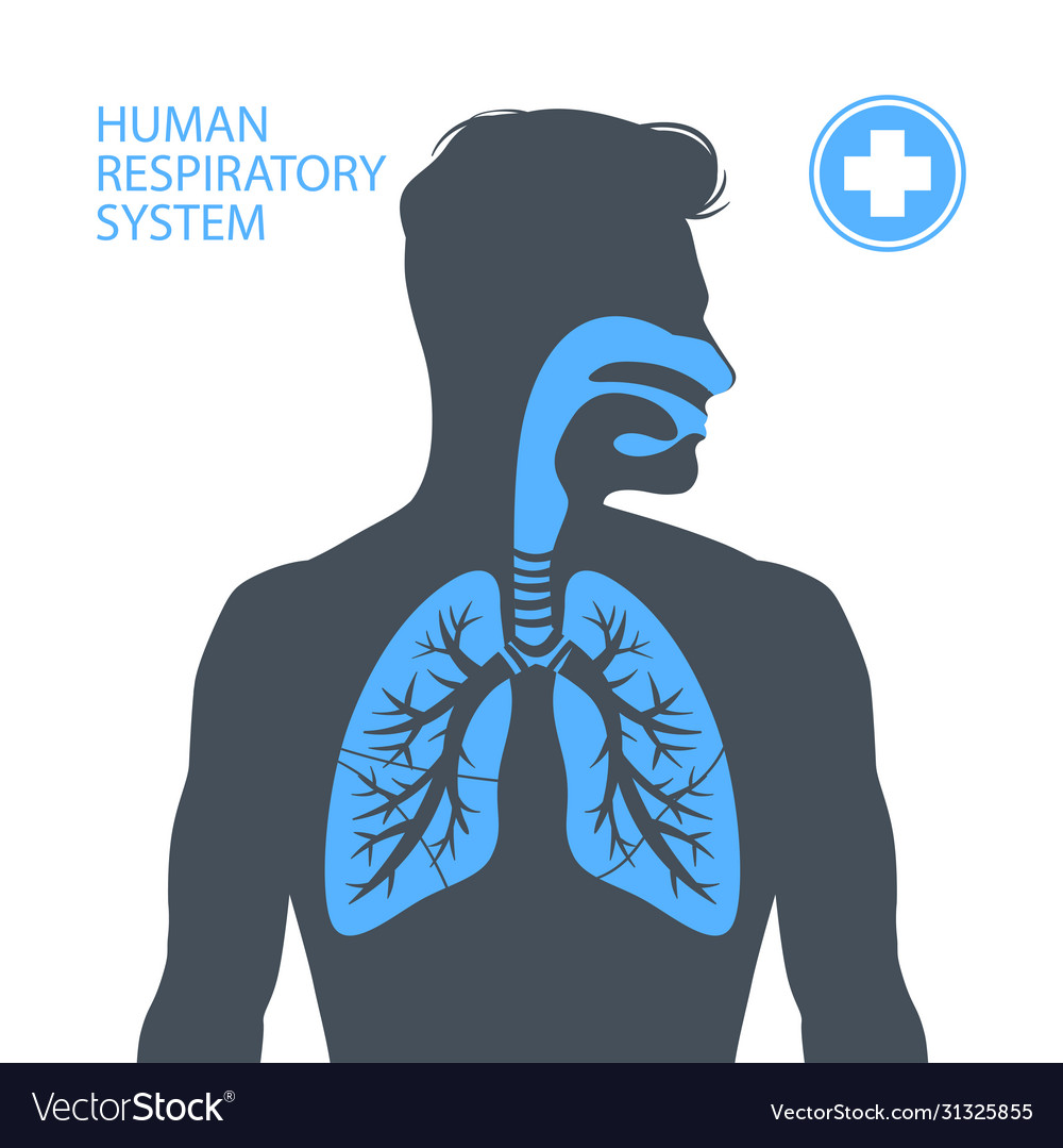 Human respiratory system Royalty Free Vector Image