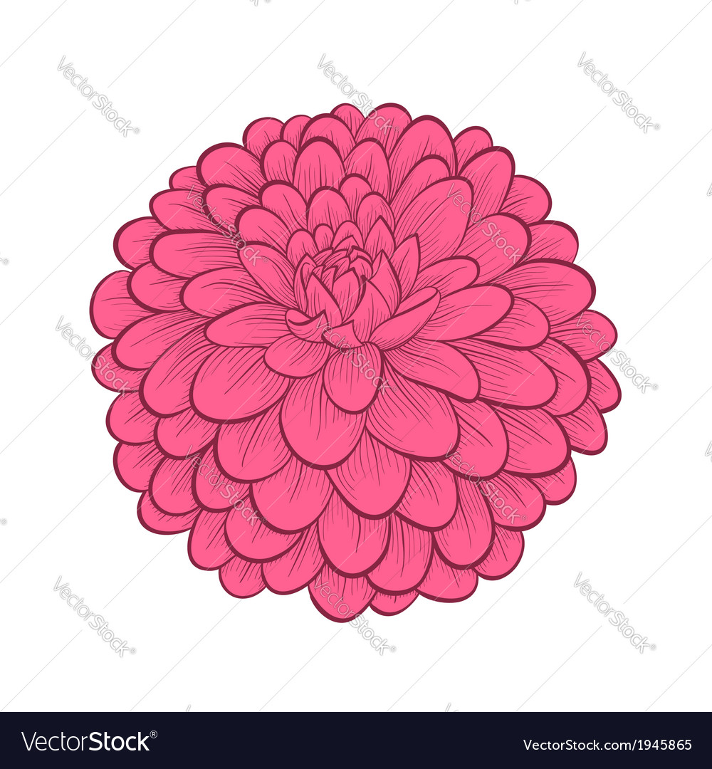 Dahlia Flower Royalty Free Vector Image Vectorstock