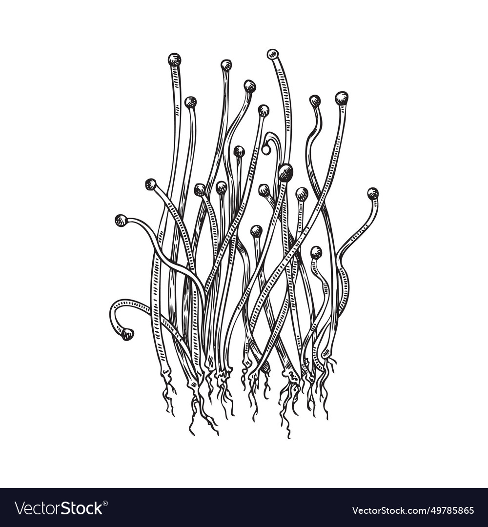 Micro green onion hand drawn engraved Royalty Free Vector