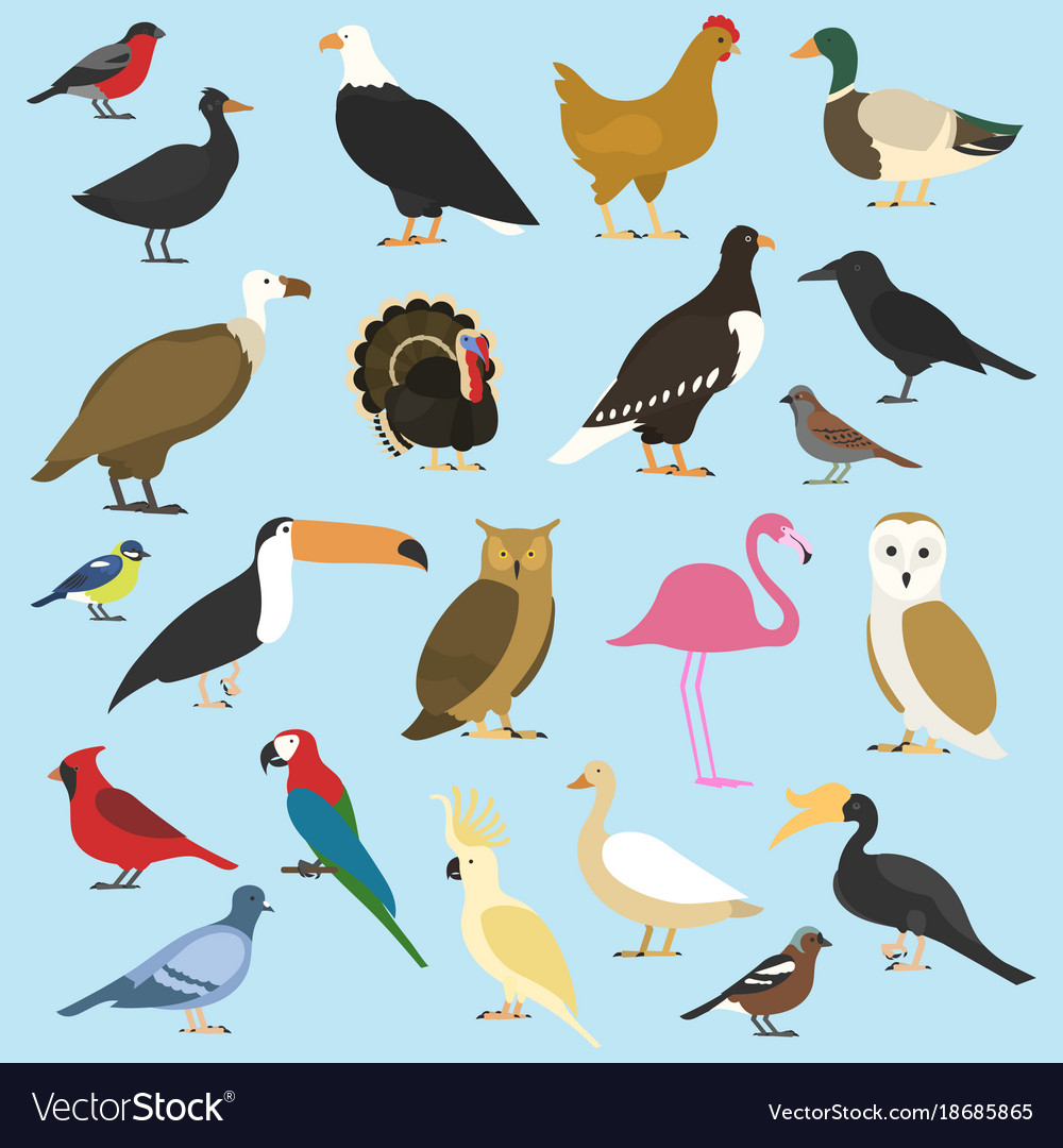 Set domestic birds and tropical animals Royalty Free Vector