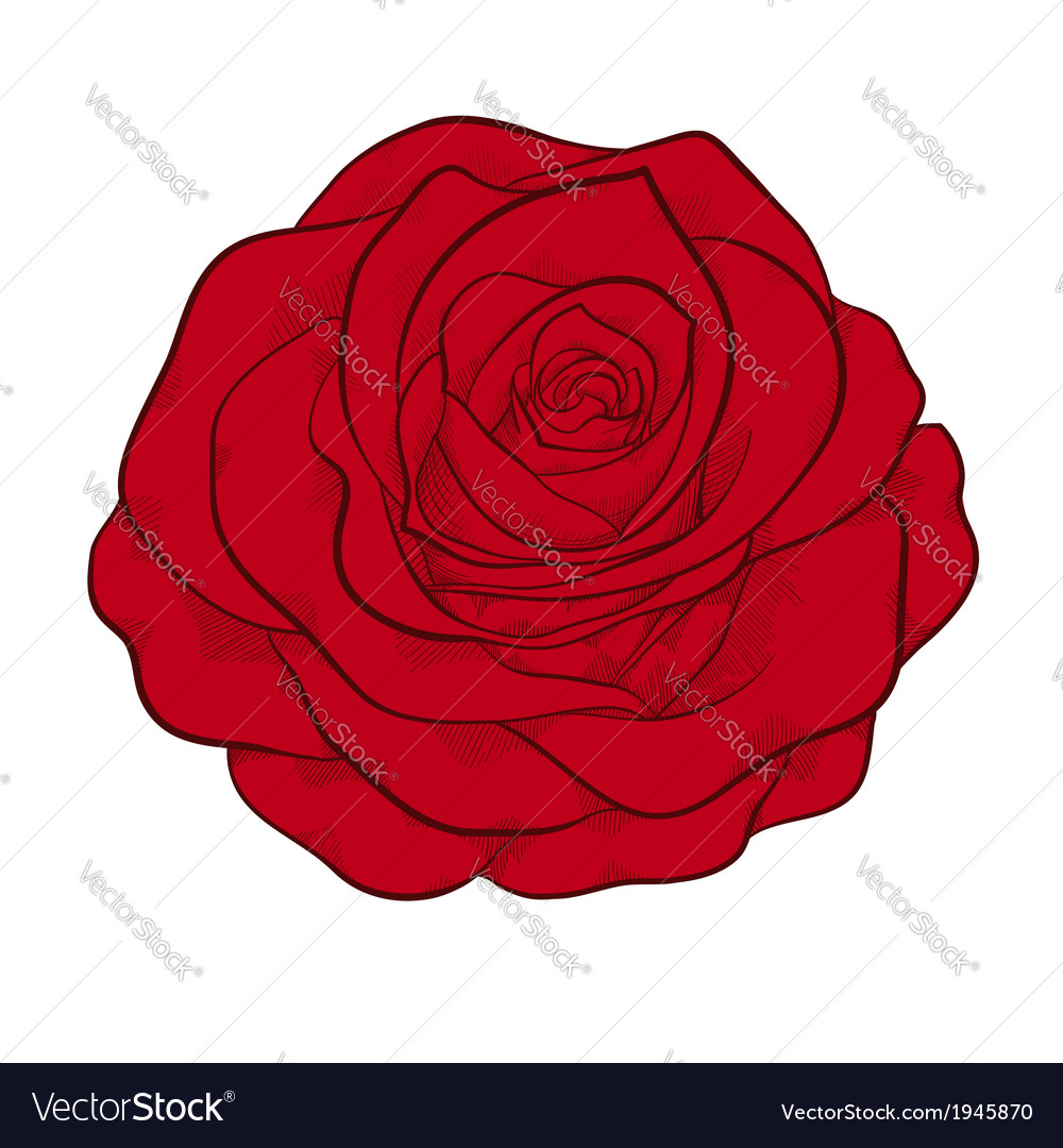 Red rose