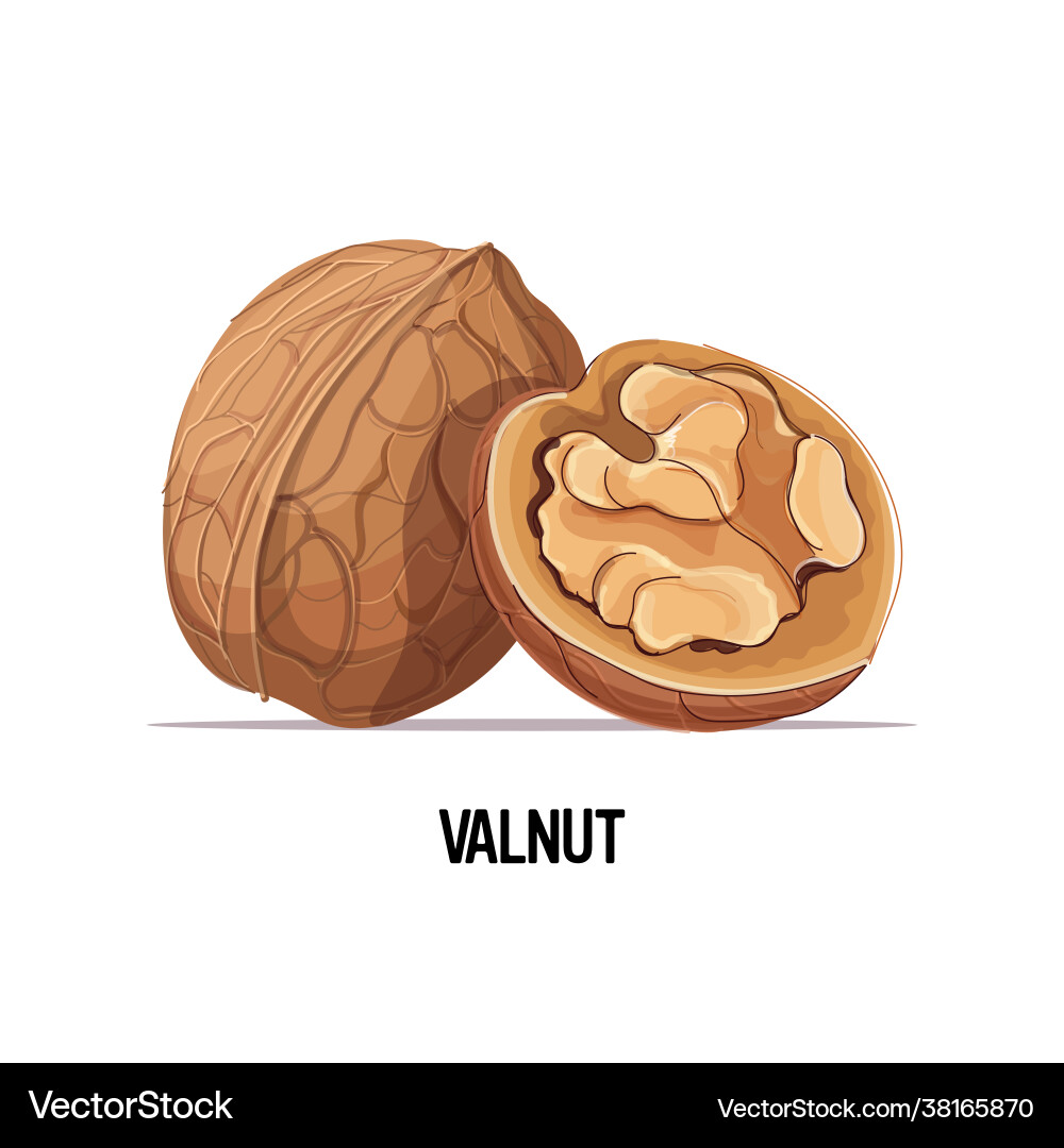 Whole and half walnut isolated on white background