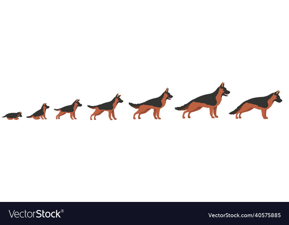 Dog Growth Stages: Puppy to Adult