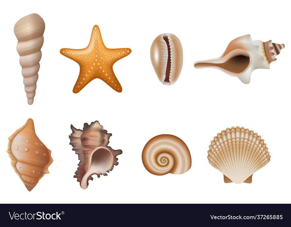 Set isolated seashells and starfish