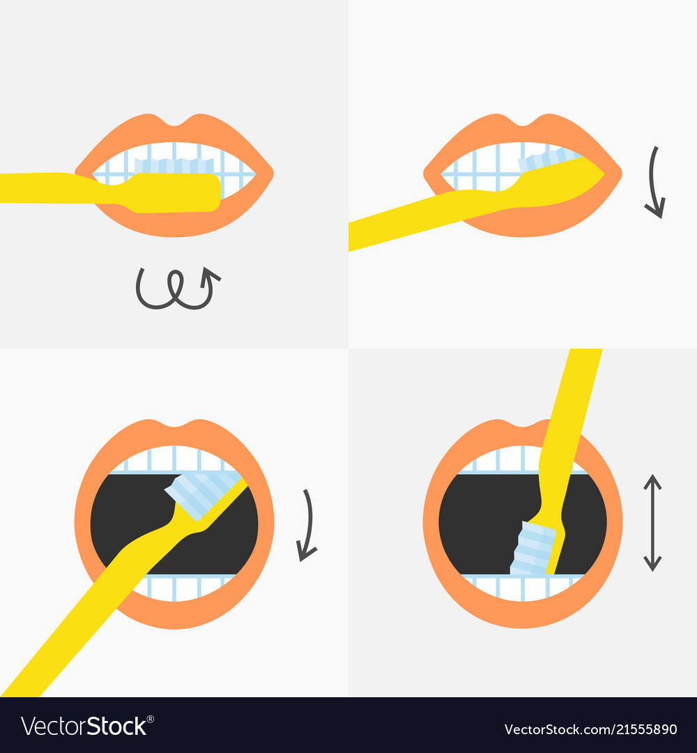 how-to-brush-your-teeth-instructions-4-steps-vector-image