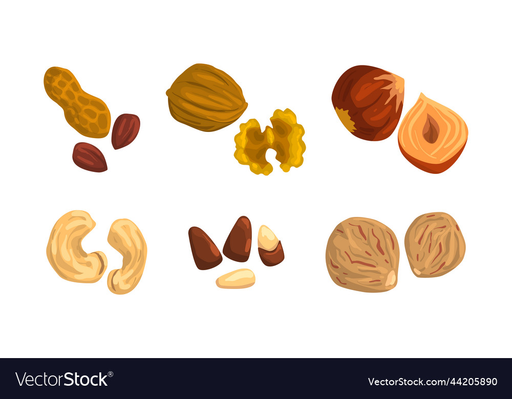 Nuts and seeds set peanut walnut hazelnut Vector Image