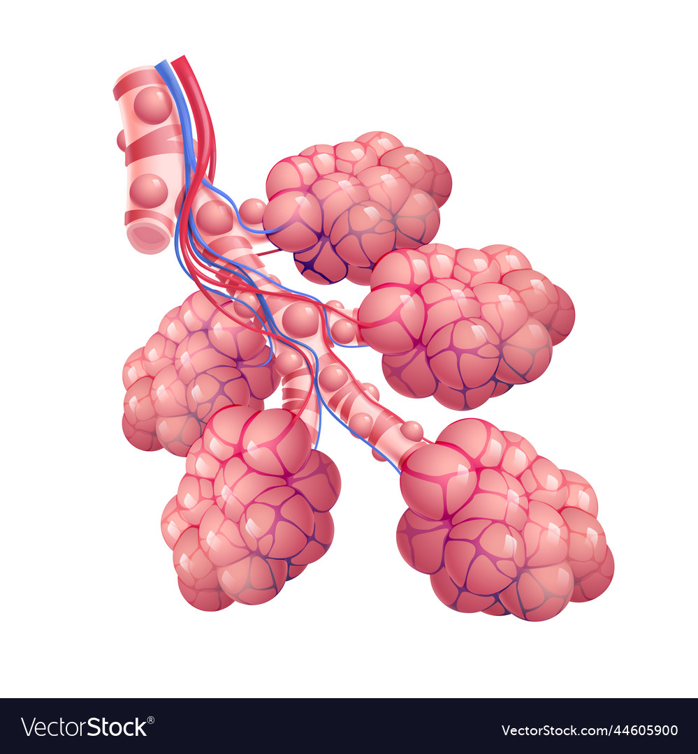 3d of trachea and air sacs in healthy human lungs Vector Image