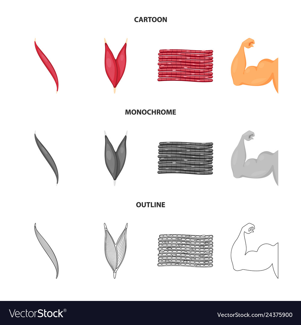 Fiber and muscular symbol