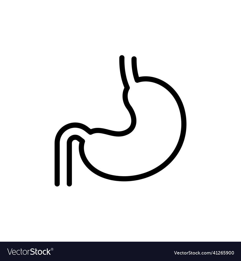 Stomach thin icon isolated on white Royalty Free Vector