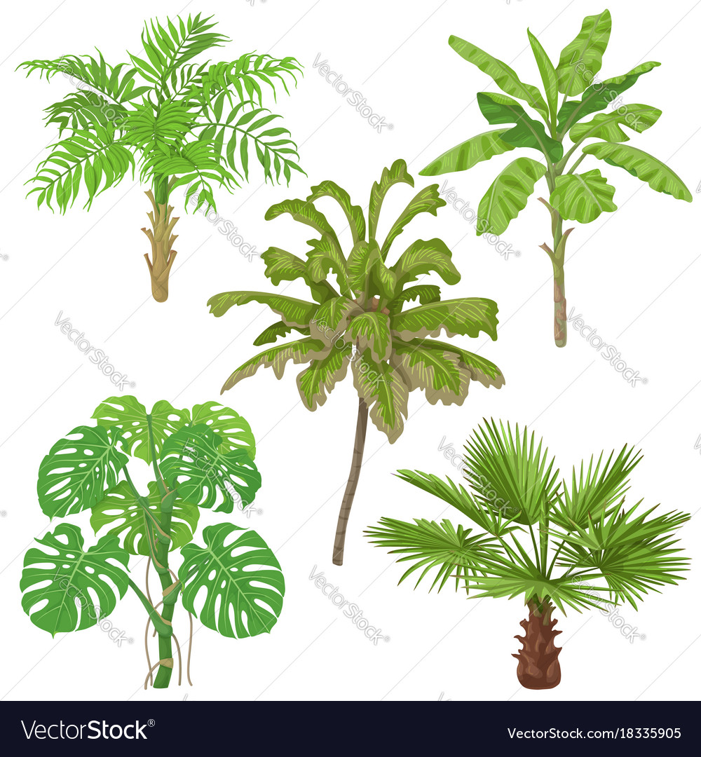 Tropical plants isolated Royalty Free Vector Image