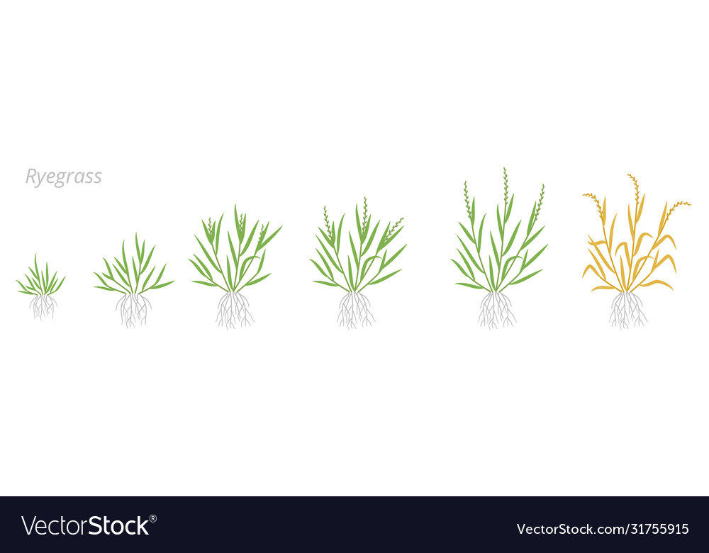Ryegrass growth stages fescue grass family Vector Image