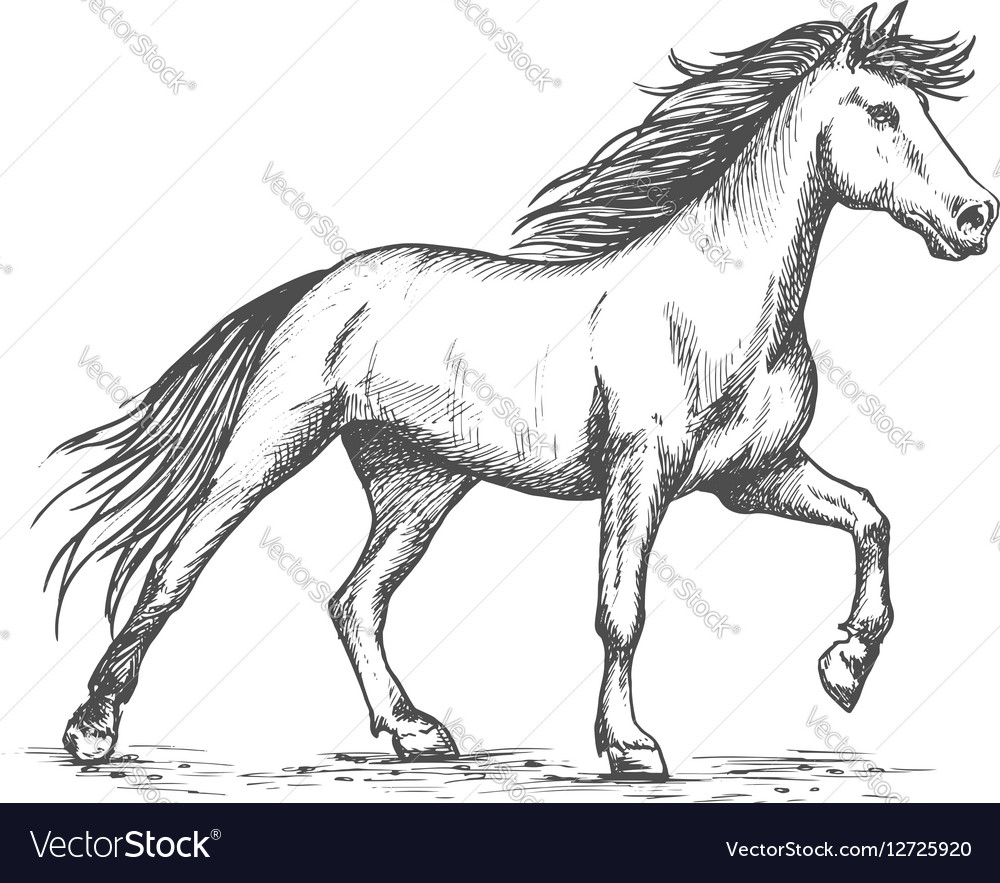 White horse stomping hosketch portrait Royalty Free Vector