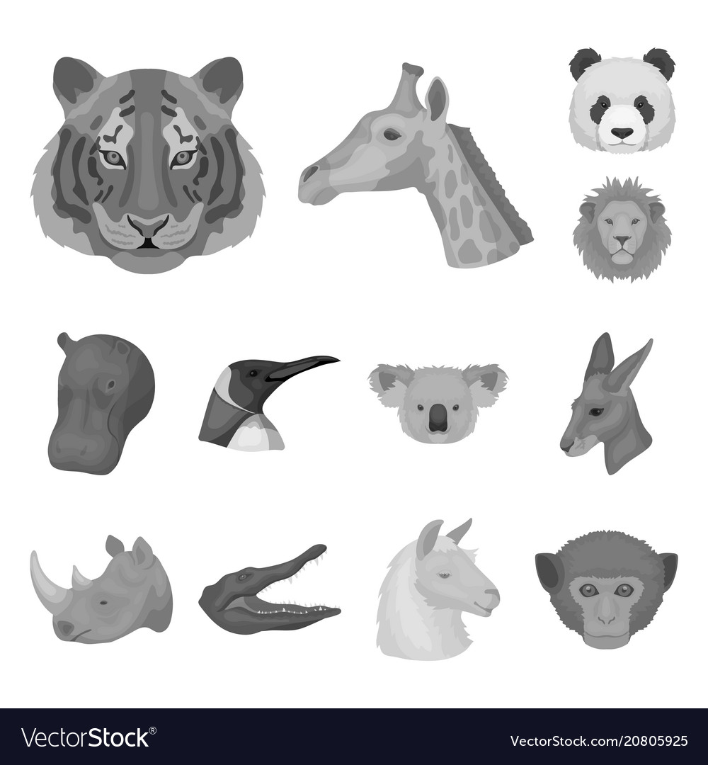 Wild animal monochrome icons in set collection