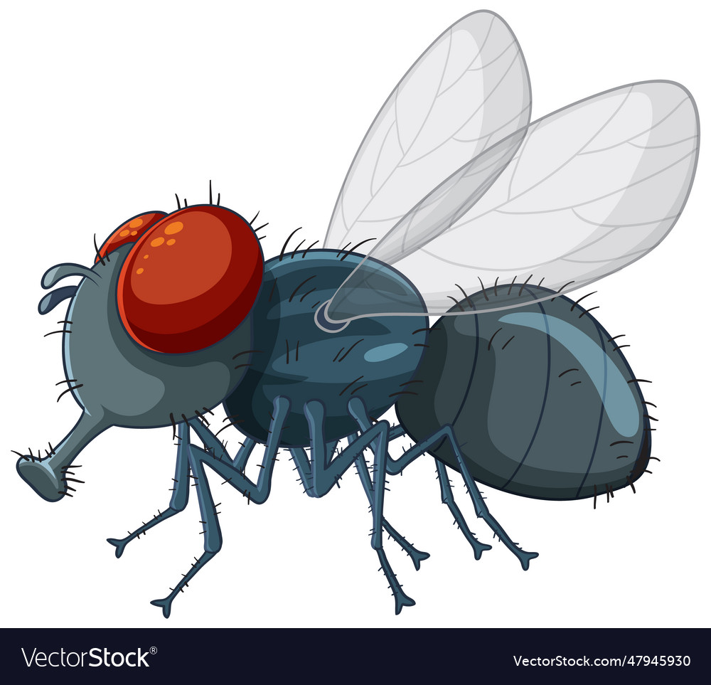 Fly insect isolated cartoon Royalty Free Vector Image