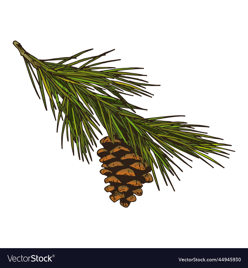 Sketch of pine or spruce branch icon Royalty Free Vector