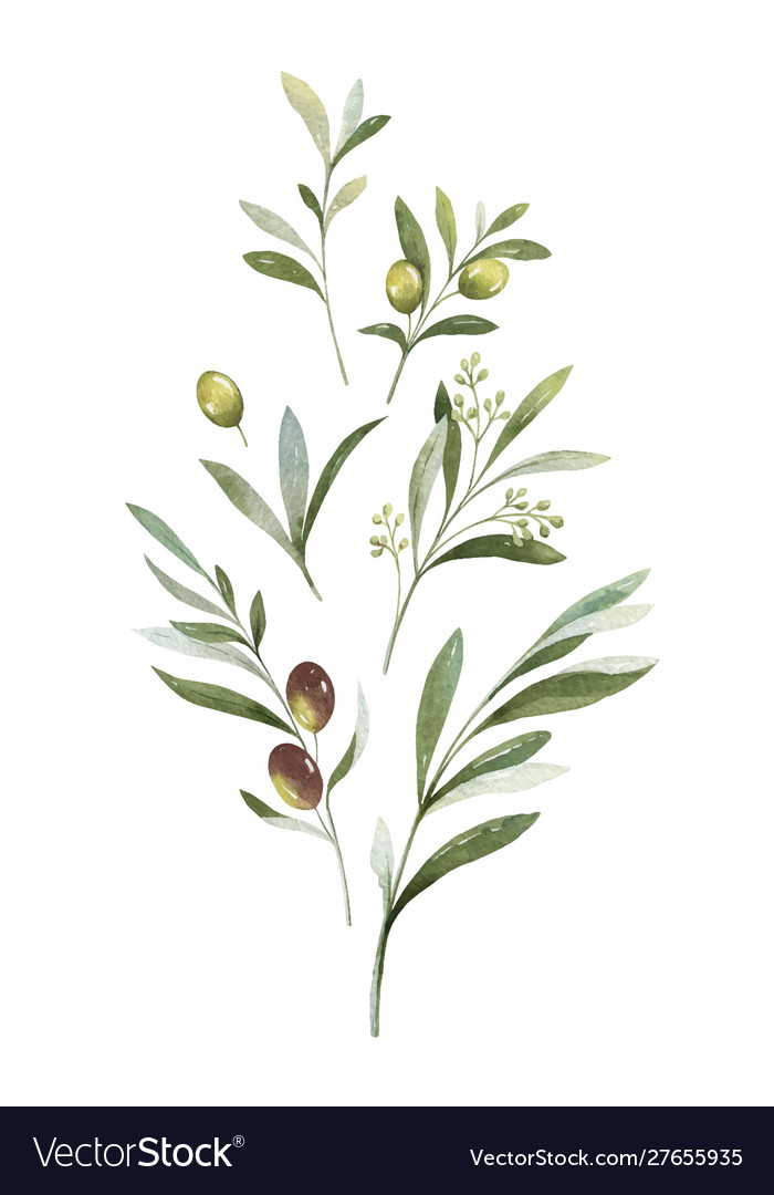 Watercolor bouquet olive branches Royalty Free Vector Image