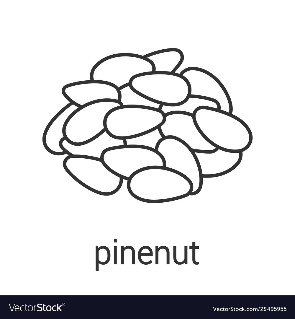 Pinenut linear icon