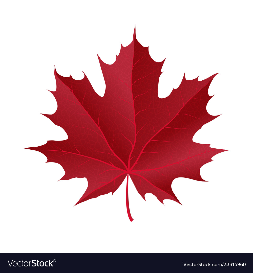 Autumn maple leaf on a white background