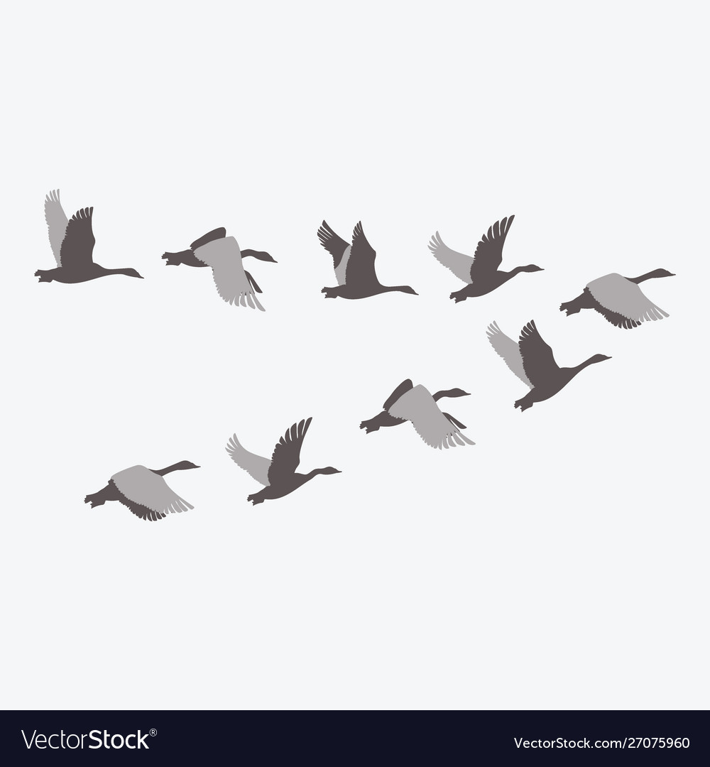Cartoon Ducks in Flight