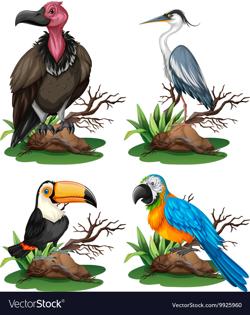 Four different kinds of wild birds Royalty Free Vector Image