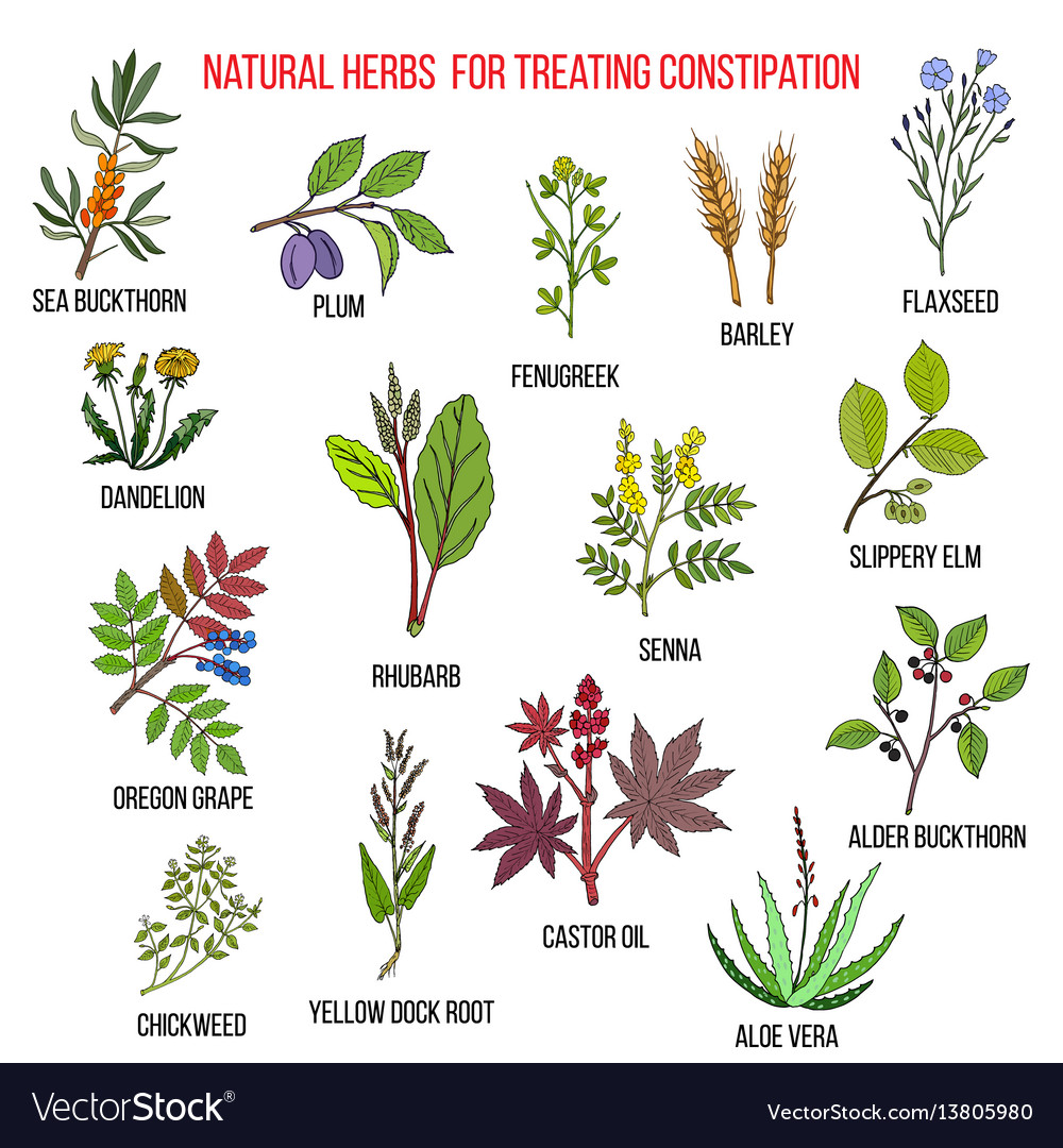 Best Herbal Remedies For Treating Constipation Vector Image