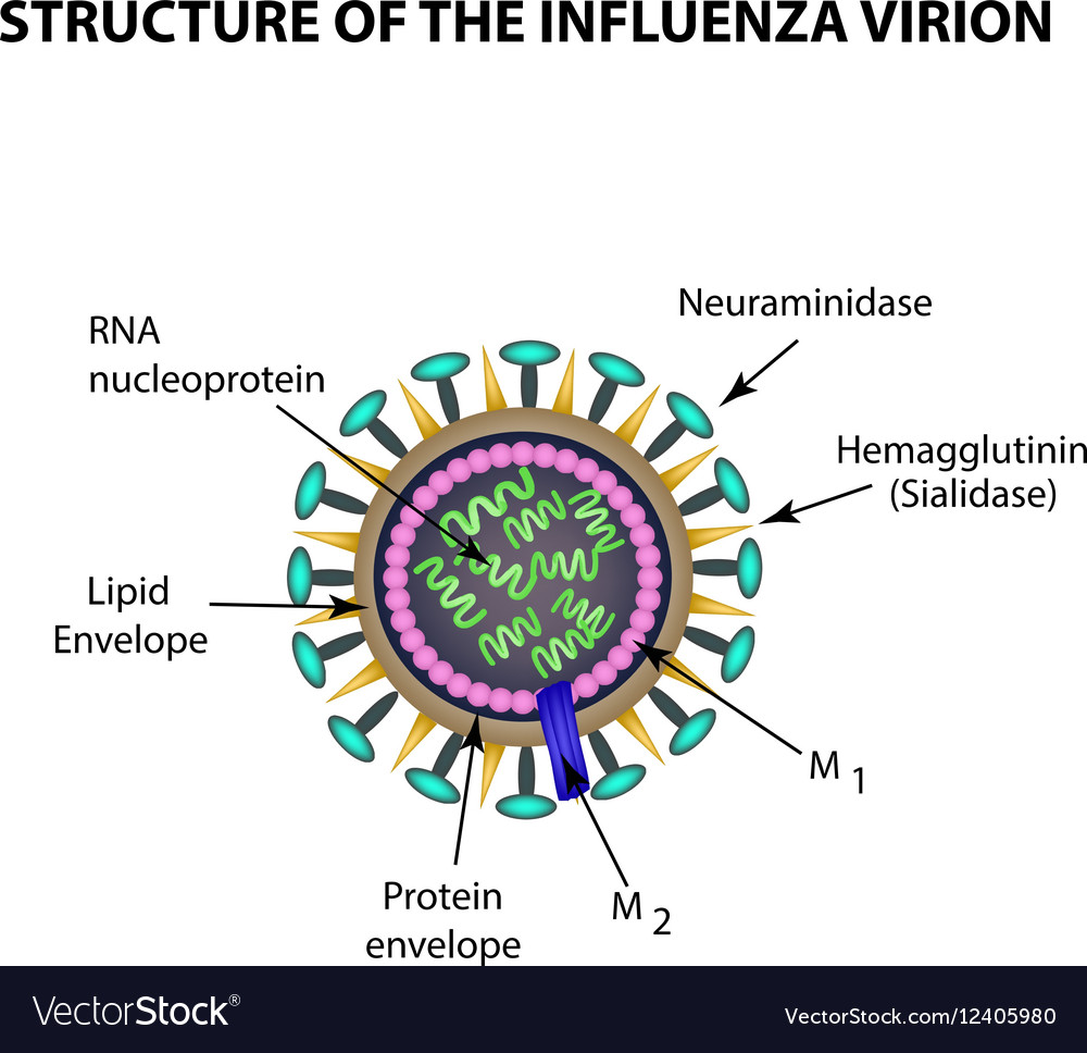 presentation of flu virus