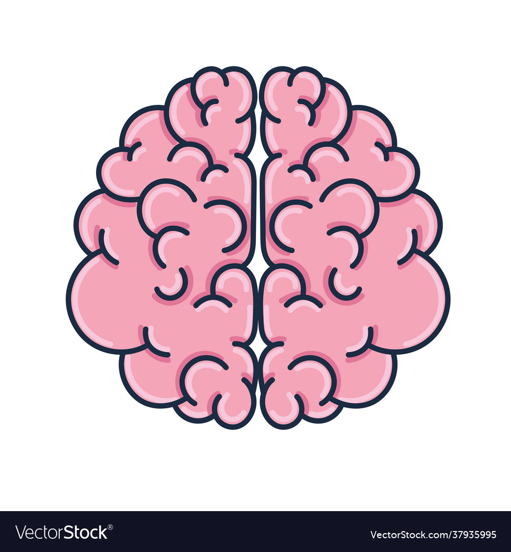 Brain human organ Royalty Free Vector Image - VectorStock