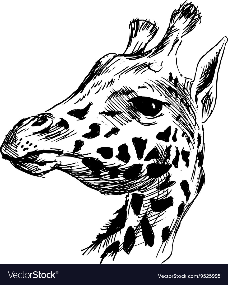 Hand sketch head giraffe Royalty Free Vector Image