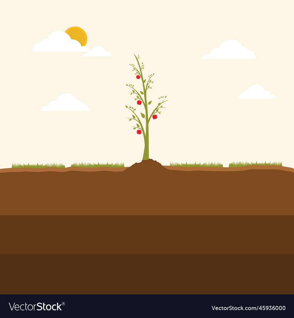 Apple tree grows up on the ground growing