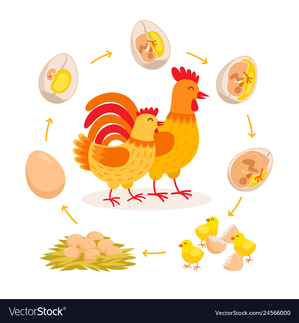 Chicken life cycle embryo development from egg to Vector Image