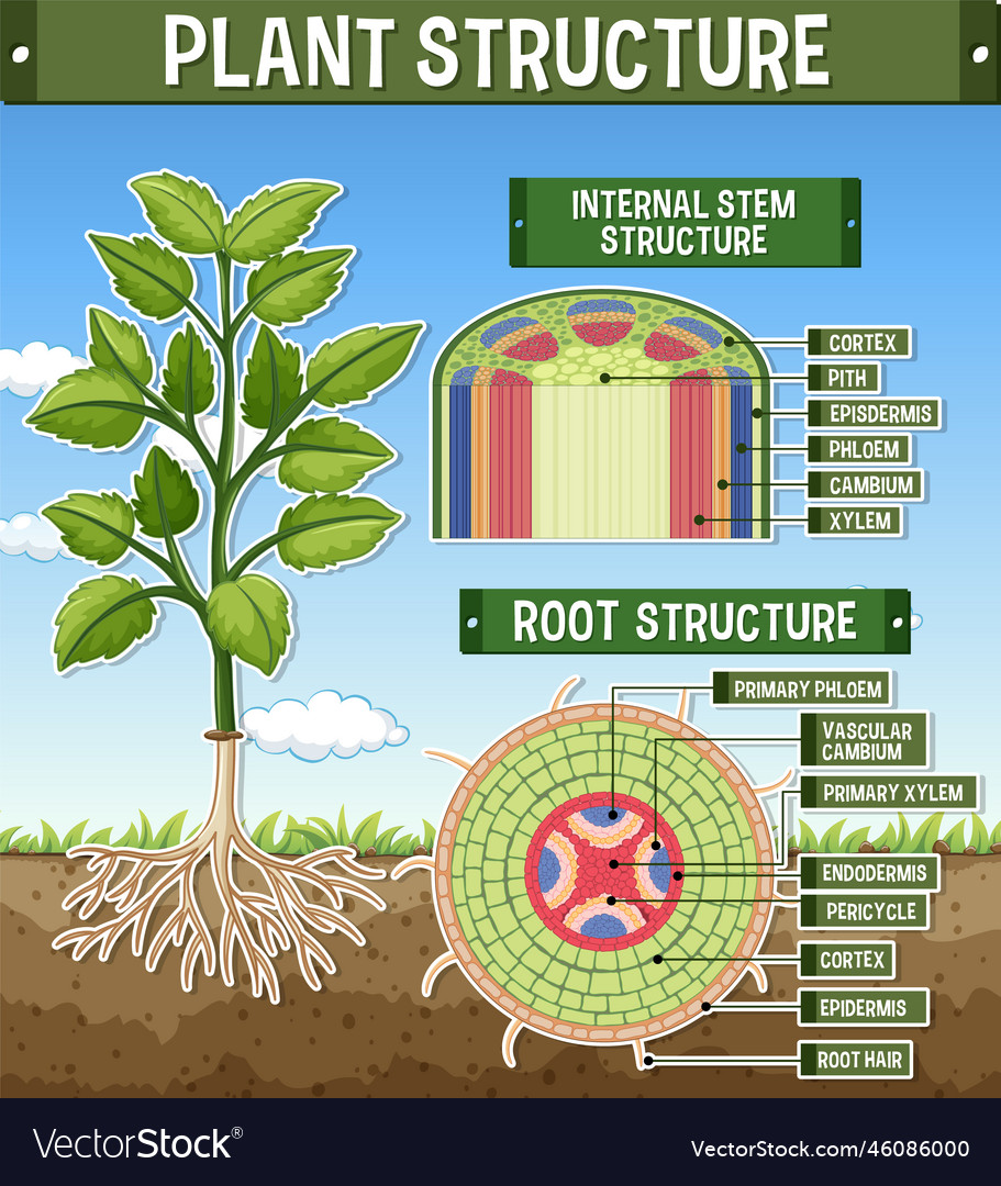 Internal structure of root diagram Royalty Free Vector Image