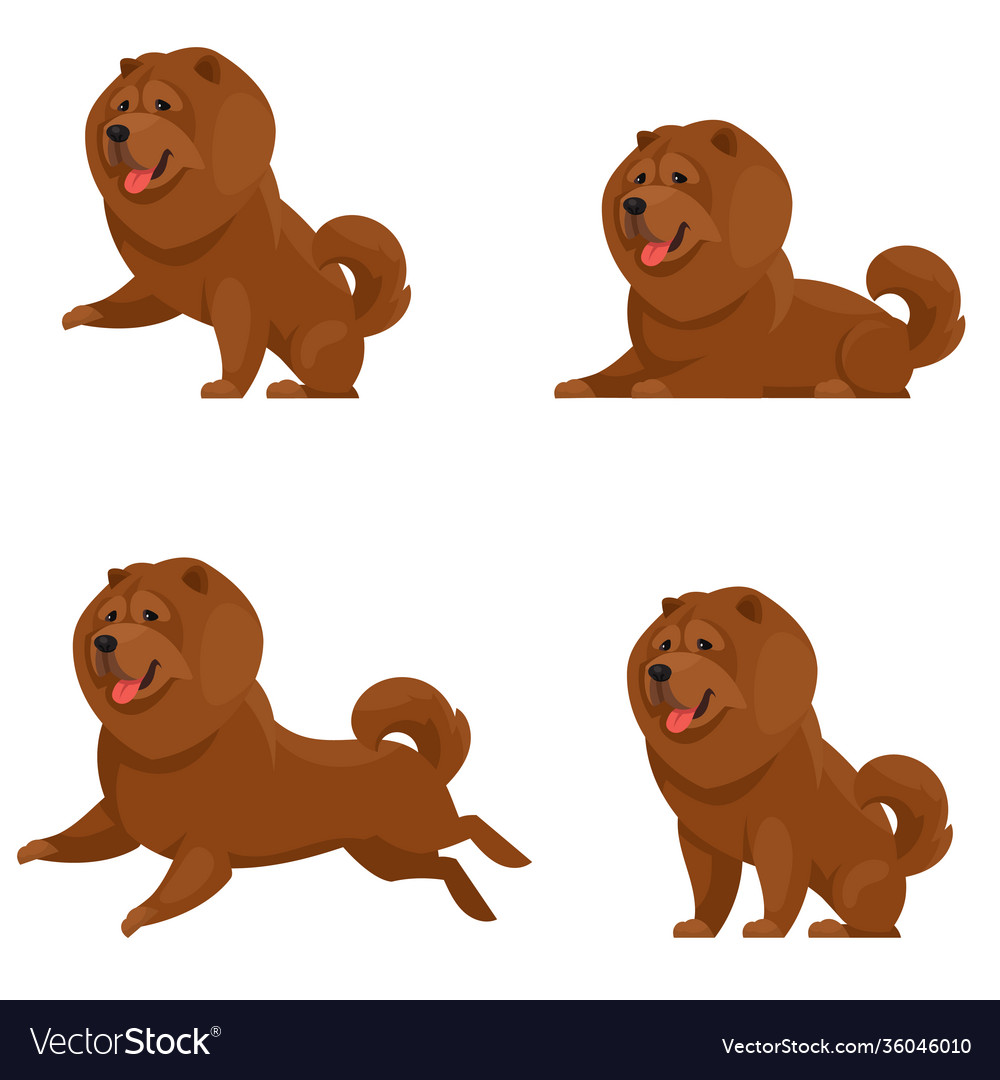 Chow in different poses